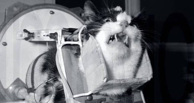 Câu chuyện về chú mèo duy nhất bay thành công vào vũ trụ: Sống sót trong vận tốc gấp 5 lần âm thanh nhưng chết dưới bàn tay con người - Ảnh 4.