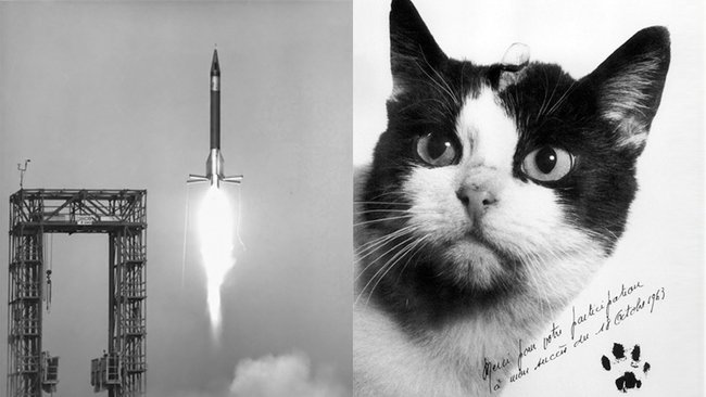 Câu chuyện về chú mèo duy nhất bay thành công vào vũ trụ: Sống sót trong vận tốc gấp 5 lần âm thanh nhưng chết dưới bàn tay con người - Ảnh 3.