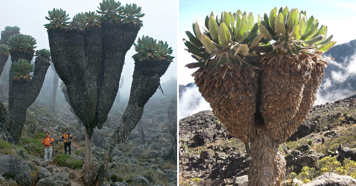Bí ẩn về loài cây có từ thời tiền sử vẫn sống khỏe tại châu Phi - Ảnh 1.