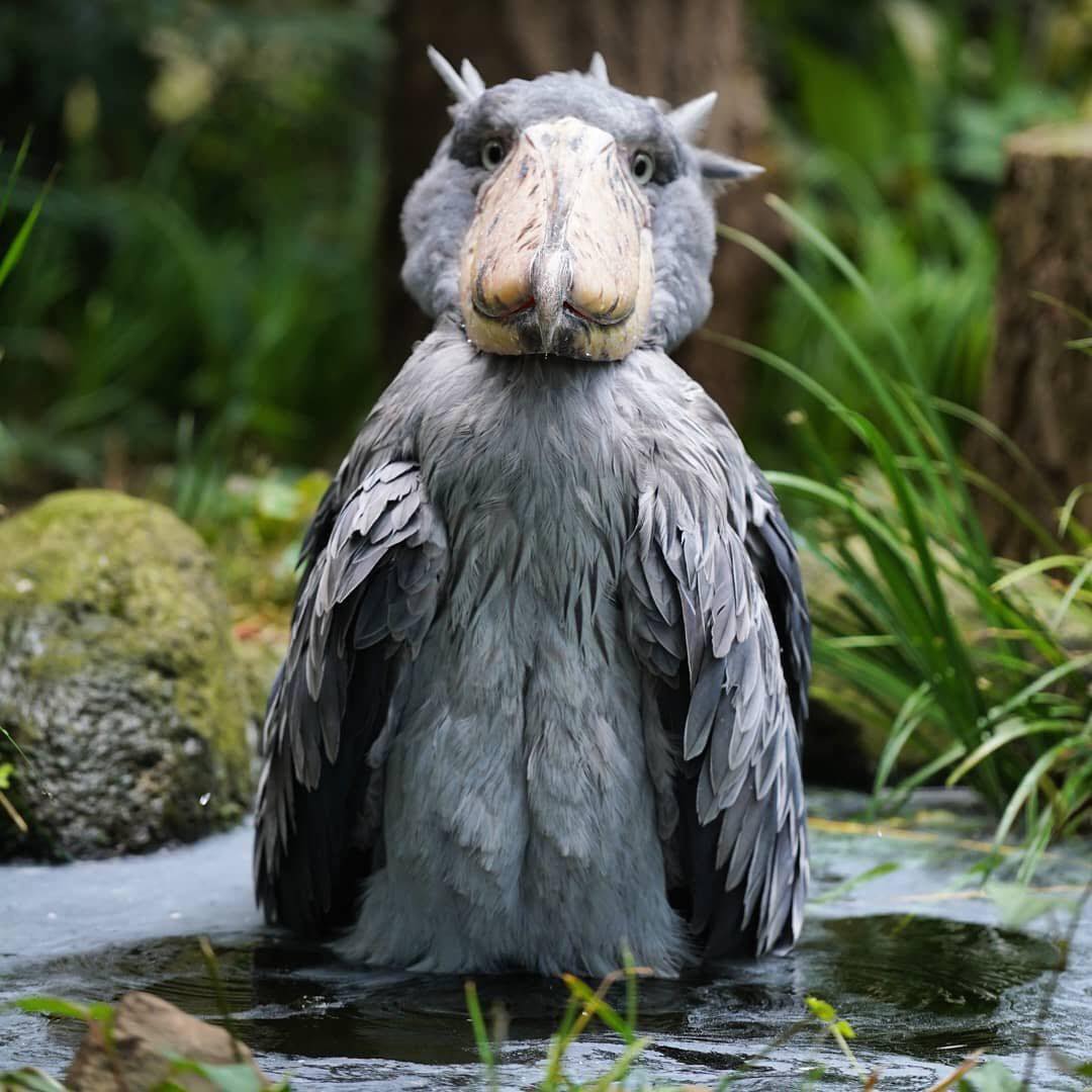 Shoebill Stork: Looks ugly and stuffed, but can eat both antelope and crocodile - Photo 4.