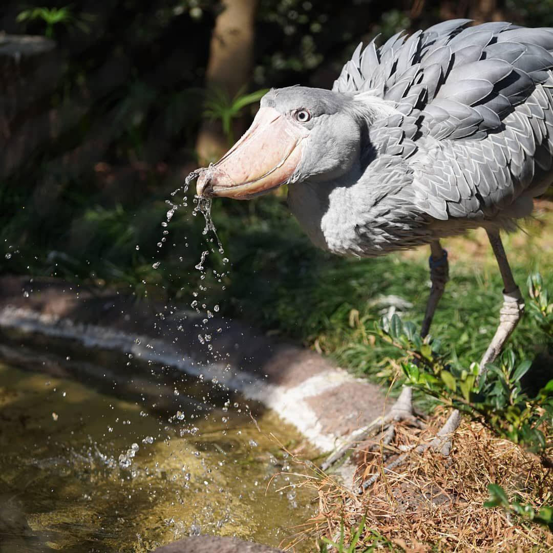 Shoebill Stork: Looks ugly and stuffed, but can eat both antelope and crocodile - Photo 1.
