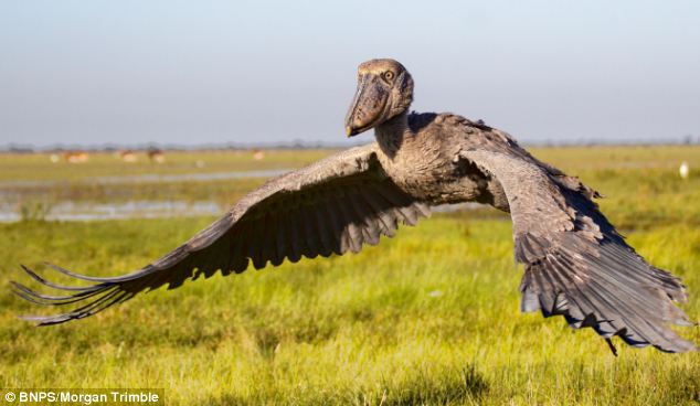 Cò Shoebill: Nhìn thì xấu xí và đàn độn, nhưng lại có thể ăn thịt được cả linh dương và cá sấu - Ảnh 3.