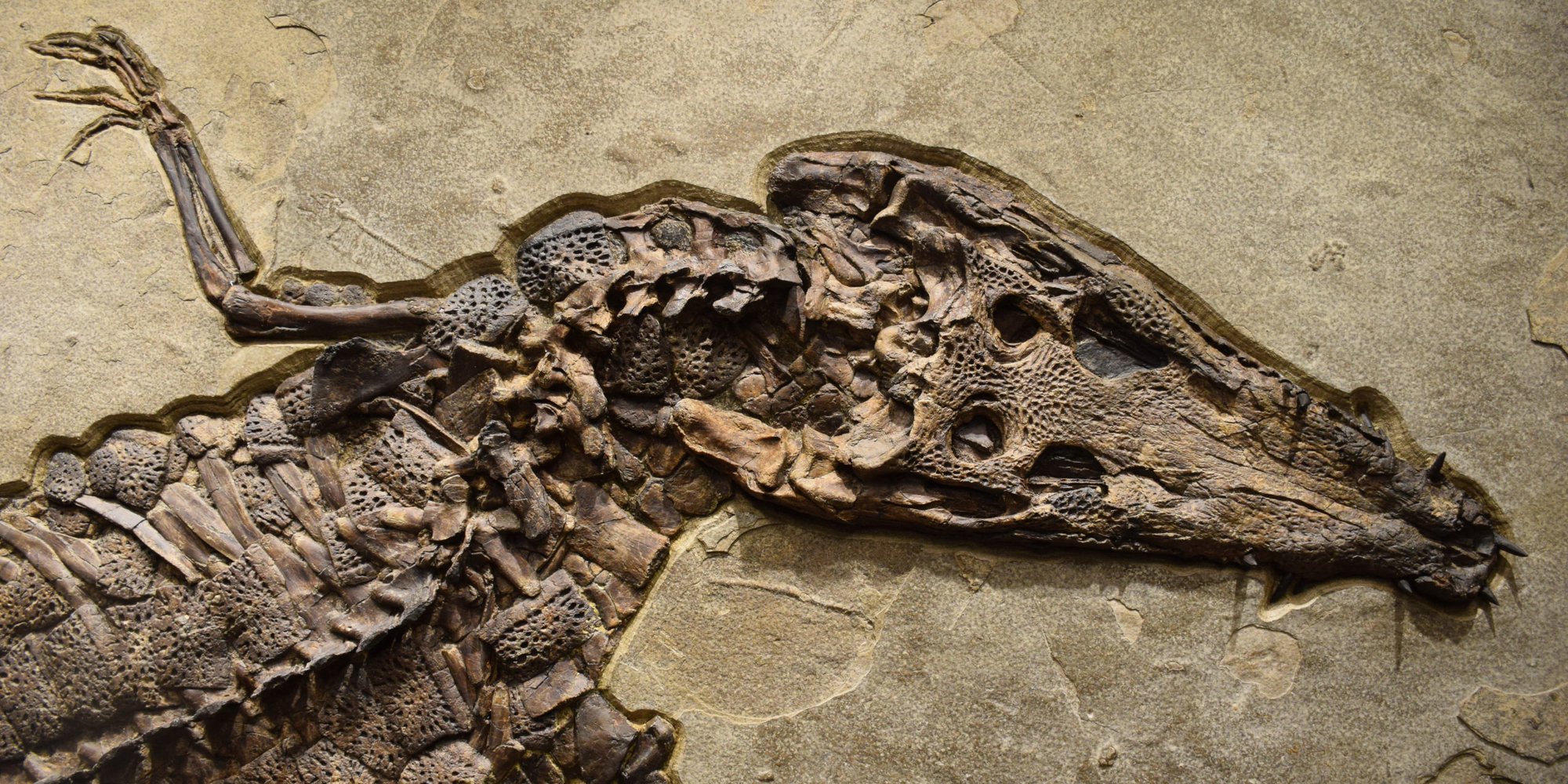 Hóa thạch khủng long đáng giá bao nhiêu tiền? - Ảnh 4.