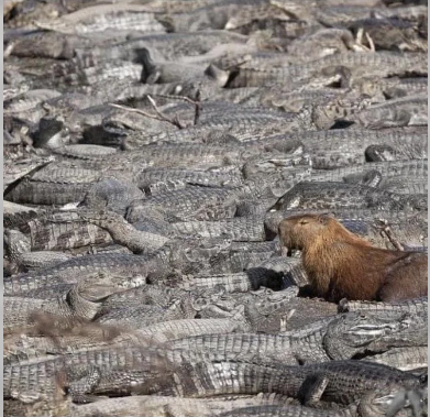 Chuột khổng lồ ung dung giữa đàn cá sấu: Tự tin không bị kẻ săn mồi thịt bởi các khả năng này - Ảnh 4.