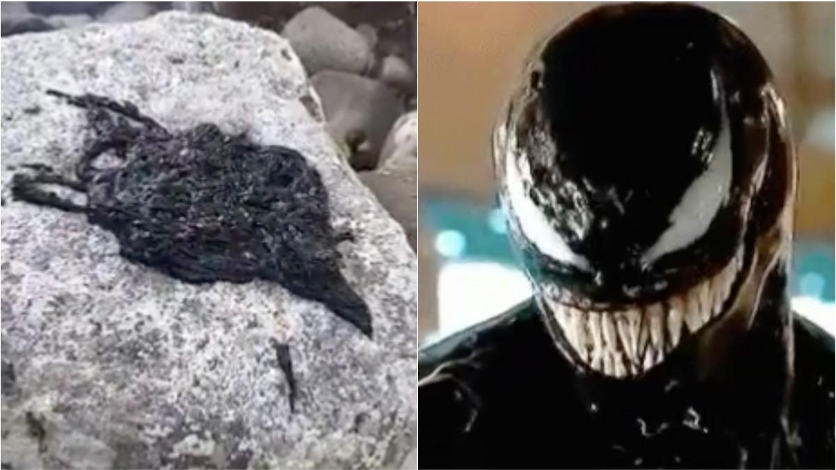It turns out that Earth's 'Venom symbiote' is just a worm - Photo 1.