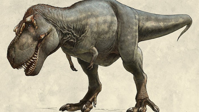 kích thước tí hon của khủng long Tyrannosaurus rex Photo-3-16846657076032015690193-1684724329221-16847243292751516991517