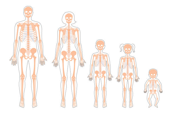 Why do many adults have only 204 bones, less than the usual 2?  - Photo 5.