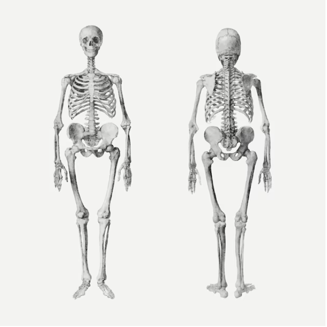 Why do many adults have only 204 bones, less than the usual 2?  - Photo 1.