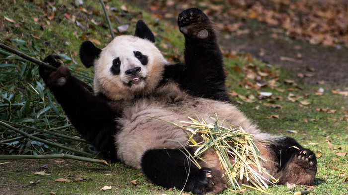 The giant panda has a very cute appearance, why did the ancients not tame it as a pet?  - Photo 7.