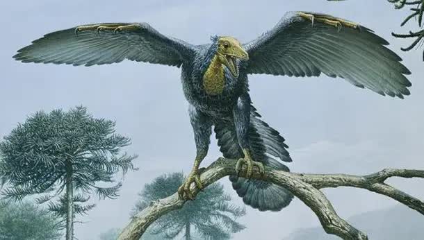 những sinh vật kỳ lạ thời tiền sử Archaeopteryx-1685411902886344170538-1685433941342-16854339415181714473161-1685438664217-1685438664769990242970