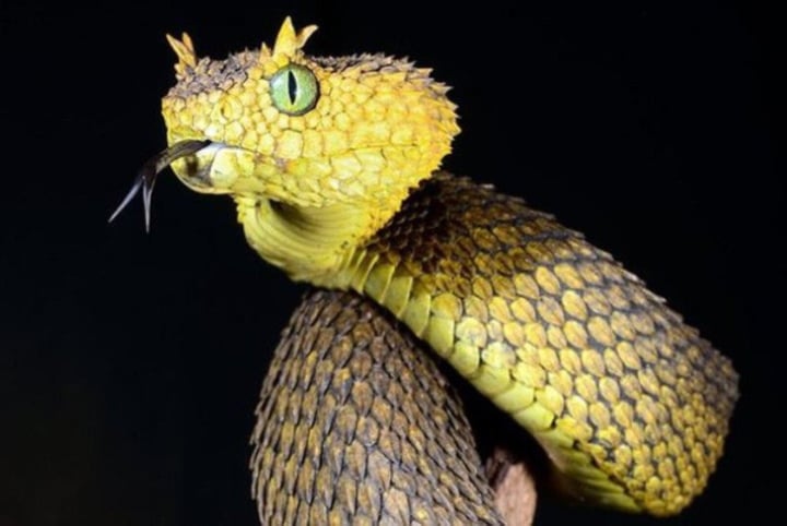 Hình hình ảnh kì lạ về chủng loại rắn có đôi mắt to nhất quả đât - Ảnh 3.