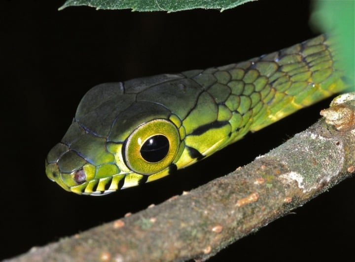 Hình ảnh kì lạ về loài rắn có đôi mắt to nhất thế giới - Ảnh 1.
