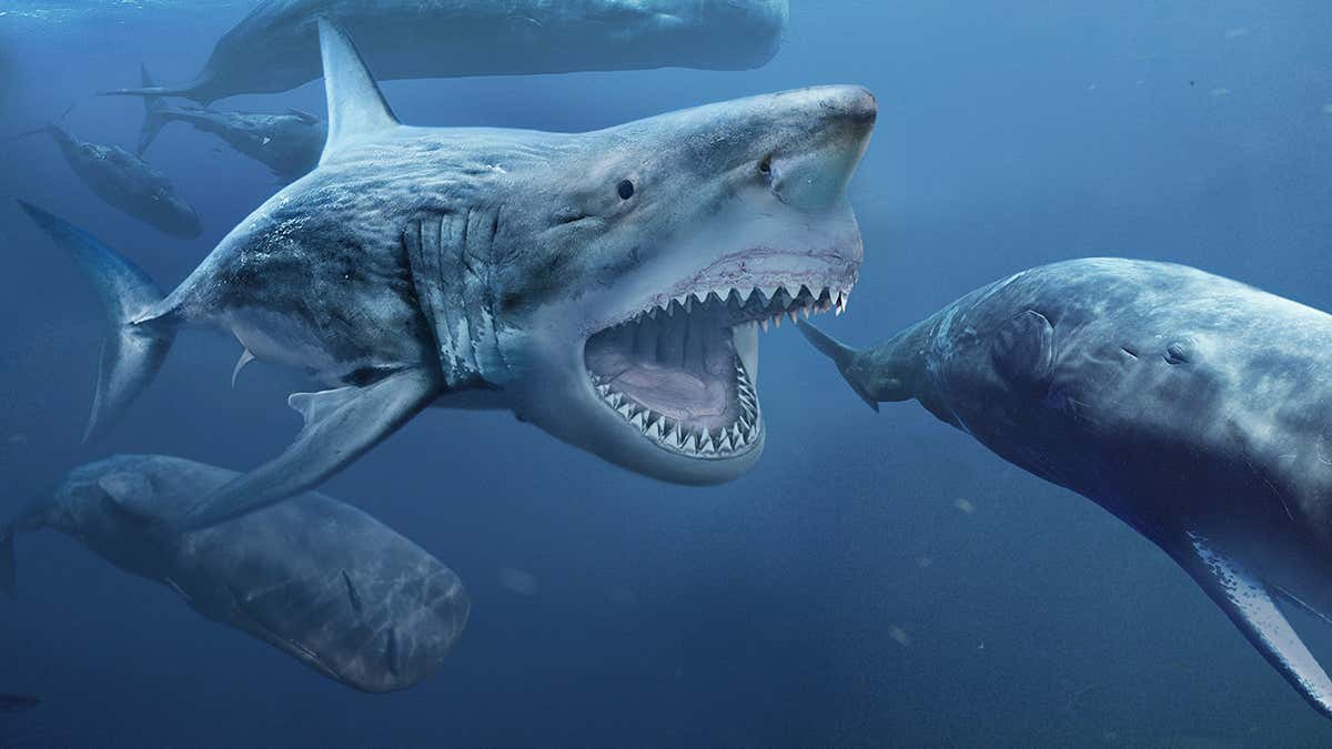 Điều gì sẽ xảy ra nếu cá mập Megalodon chiến đấu với loài trăn khổng lồ Titanoboa? - Ảnh 4.
