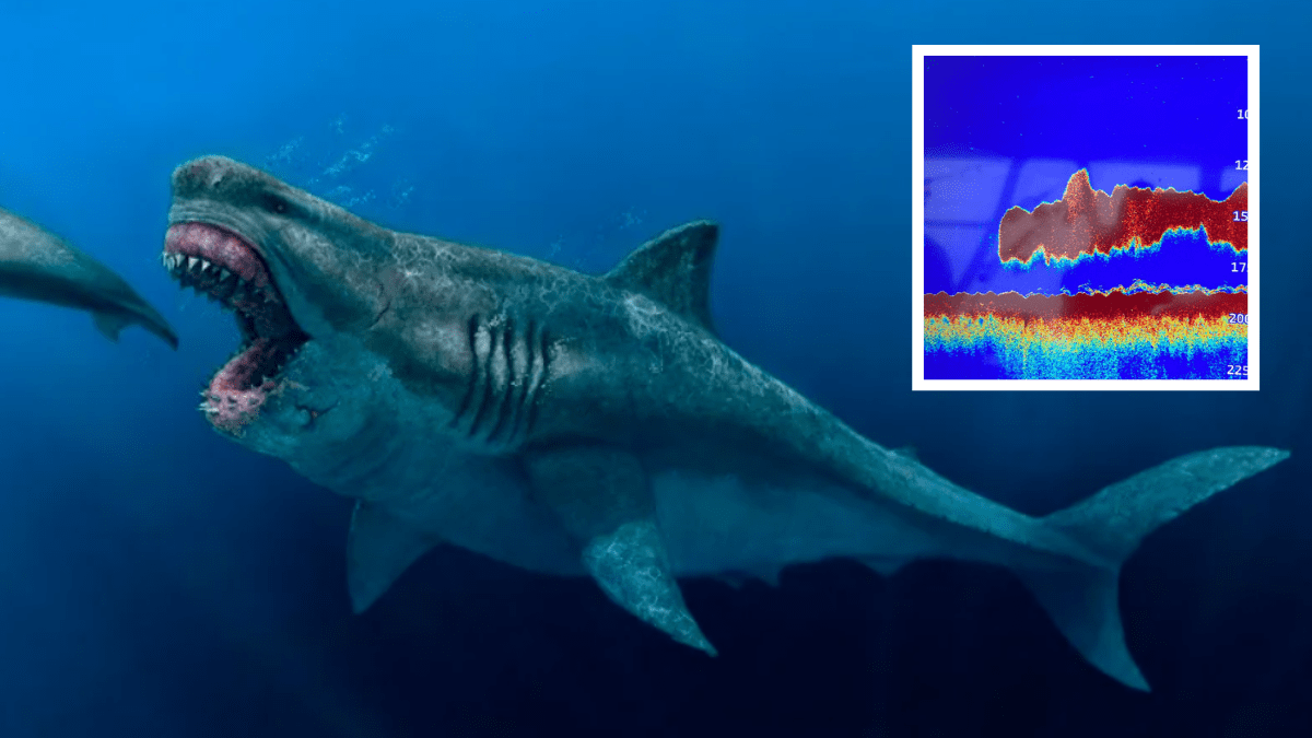 Điều gì sẽ xảy ra nếu cá mập Megalodon chiến đấu với loài trăn khổng lồ Titanoboa? - Ảnh 1.