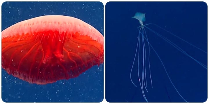 Những sinh vật bí ẩn dưới đáy đại dương khiến bạn vừa thích thú vừa sợ hết hồn - Ảnh 1.