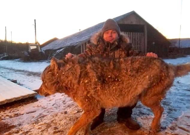 Can a grown man defeat a wolf with his bare hands?  - Photo 3.
