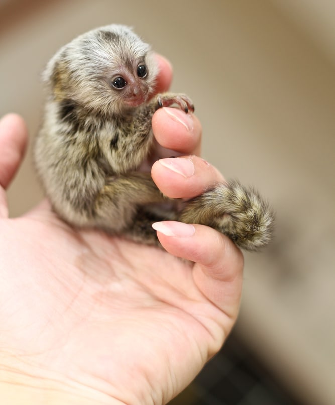 Loài khỉ nhỏ nhất thế giới có trọng lượng là bao nhiêu? - Ảnh 6.