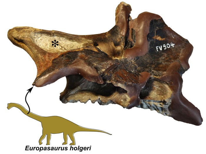Phát hiện cơ chế hô hấp kỳ lạ của loài khủng long: Thở thông qua xương - Ảnh 5.