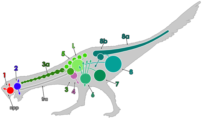 Phát hiện cơ chế hô hấp kỳ lạ của loài khủng long: Thở thông qua xương - Ảnh 3.