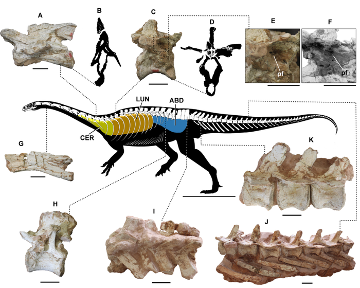 Phát hiện cơ chế hô hấp kỳ lạ của loài khủng long: Thở thông qua xương - Ảnh 1.