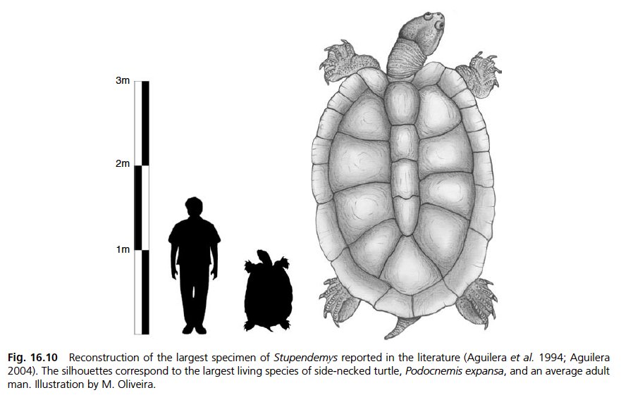 Cứ ngỡ cụ rùa Tây Du Ký là tưởng tượng, hóa ra bản real dài 5m từng sống trên Trái đất - Ảnh 3.