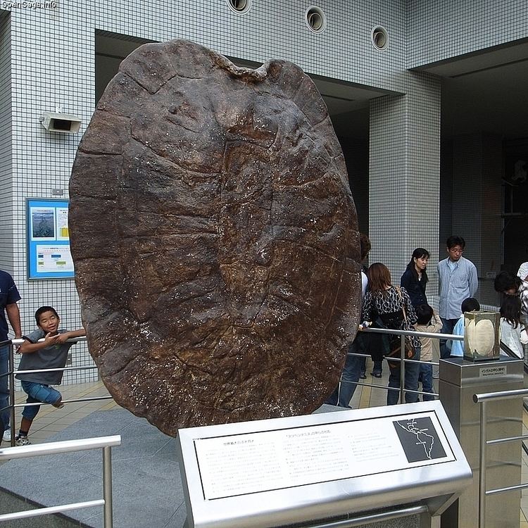 Cứ ngỡ cụ rùa Tây Du Ký là tưởng tượng, hóa ra bản real dài 5m từng sống trên Trái đất - Ảnh 2.