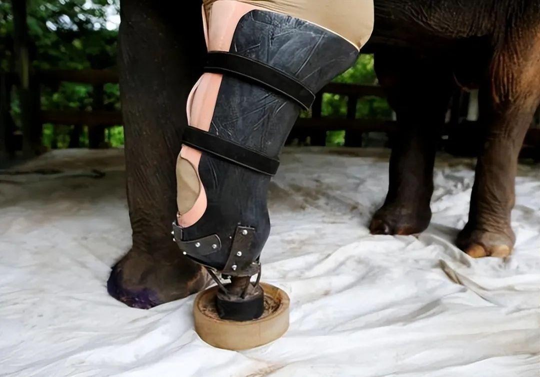 Con voi có thể sống sót dù bị gãy chân, nhưng tại sao con ngựa bị gãy chân lại phải chết? - Ảnh 5.