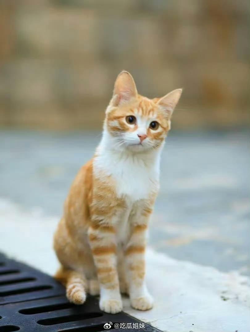 Ai cấm chiếu bộ phim này giùm với: Hại chết một sinh mạng vô tội, hàng triệu người phẫn nộ tẩy chay- Ảnh 1.