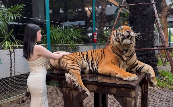 Quay video ngay bên cạnh thú dữ, hot girl khiến người xem "nhăn mặt" vì quá liều lĩnh- Ảnh 3.