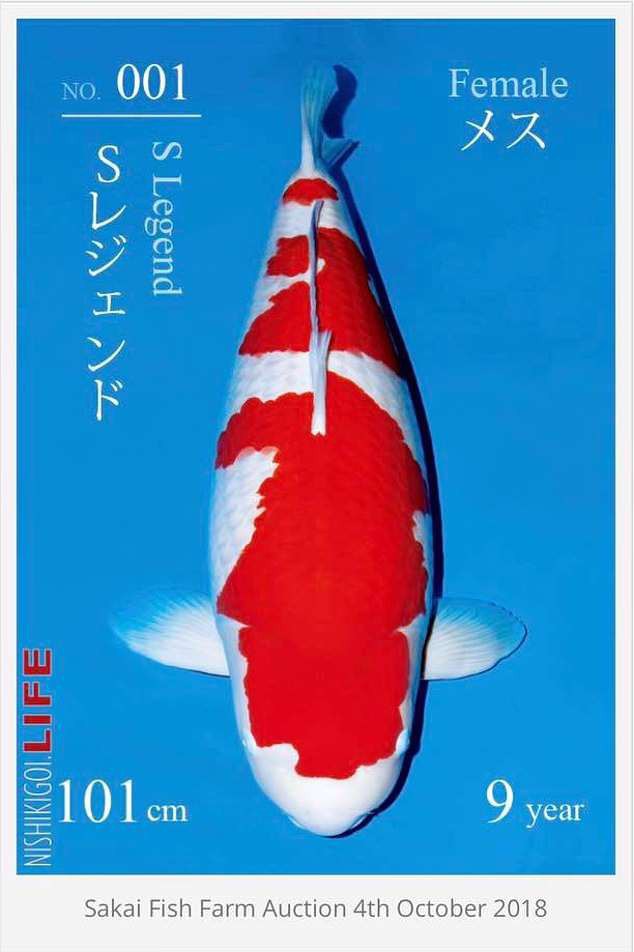[Chỉ có tại Nhật] Cá Koi dài hơn 1 mét có giá bán kỷ lục: Chạm mức gần 42 tỷ đồng - Ảnh 3.