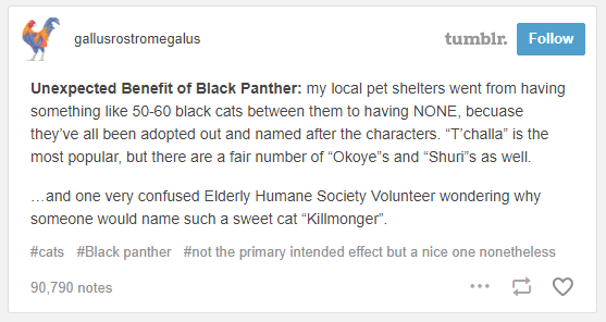 Nhờ Black Panther, tỉ lệ nhận nuôi mèo đen tăng lên chóng mặt 