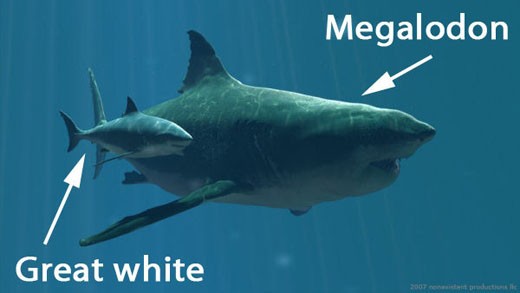  Kích thước một con Megalodon so với một con cá mập trắng. 