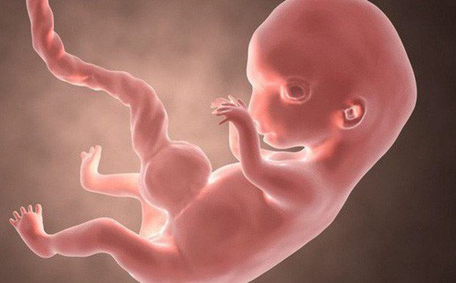  Một dấu ấn kỳ lạ trên thai nhi, 250 triệu năm tiến hóa được tua nhanh trong bụng mẹ - Ảnh 1.