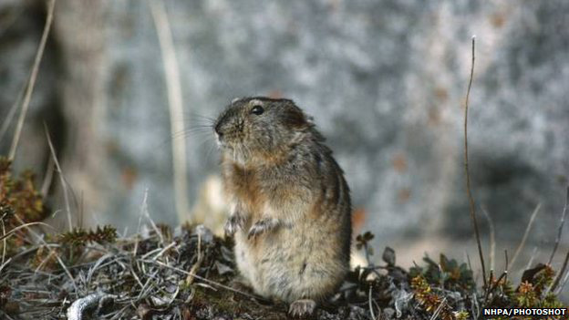 Chuột Lemming tự sát tập thể và trò lừa truyền thông của Walt Disney - Ảnh 1.