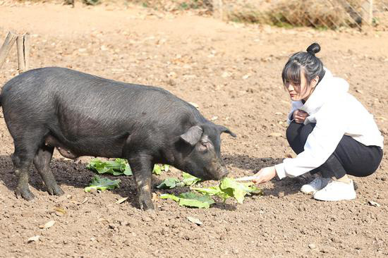 Sợ con gái ế, ông bố hứa tặng 300 con lợn cho chàng rể tương lai, cộng đồng mạng thắc mắc Gái xinh thế này mà còn sợ - Ảnh 2.