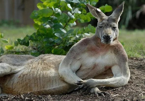 Úc: Con kangaroo vạm vỡ cao 1m8 ngang nhiên vào thị trấn phá nát 1 khu vườn, cà khịa 3 người và đánh trọng thương cụ bà lớn tuổi - Ảnh 2.