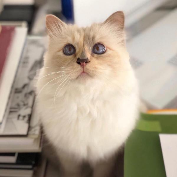 Mèo cưng của Karl Lagerfeld sẽ kế thừa khối tài sản 4.600 tỷ đồng, trở thành mèo tỷ phú của thế giới? - Ảnh 2.