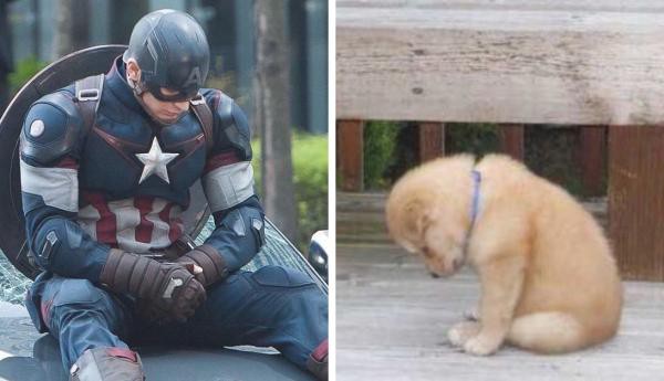Captain America Chris Evans sốc nặng khi các fan hâm mộ so sánh thần thái của mình giống cún cưng - Ảnh 8.