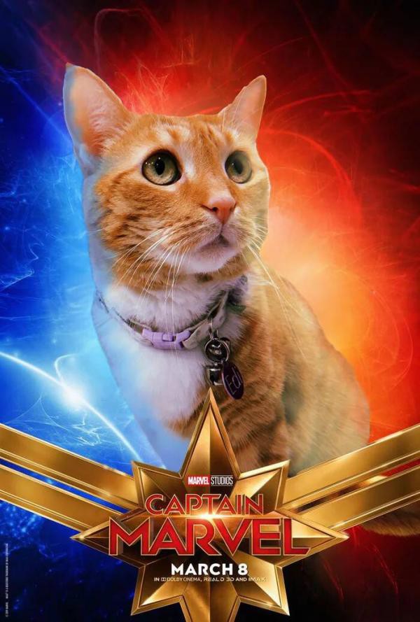 Cười rụng răng khi mèo nhà tạo dáng thành quàng thượng trong Captain Marvel - Ảnh 9.