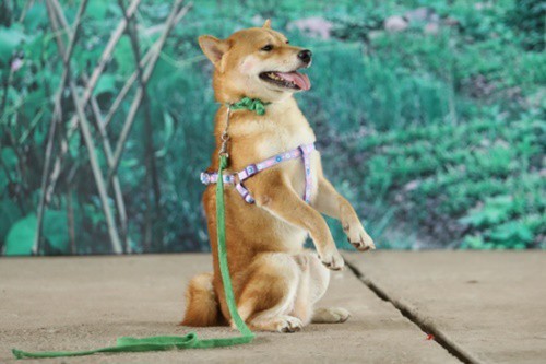 Chú chó Shiba Inu vào vai Cậu Vàng: Rốt cuộc là lựa chọn đúng hay sai? - Ảnh 1.