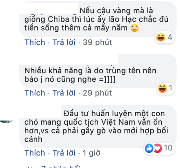 NSX Cậu Vàng lên tiếng giữa tâm bão tranh luận về chú chó Nhật: Chó ta thiên tính tự nhiên cao, không đáp ứng được kĩ thuật! - Ảnh 4.