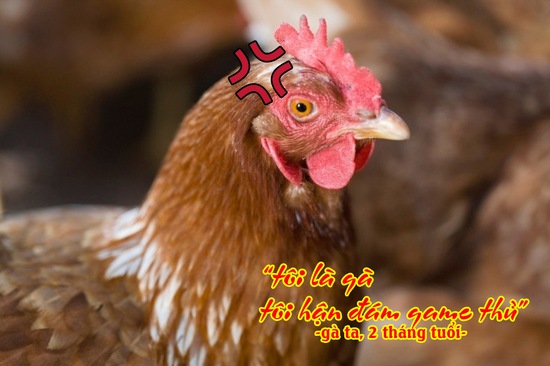Ký sự gamer: Chuyện “con gà” trong thế giới ảo - Ảnh 1.