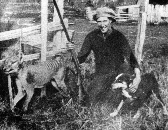 Cứ ngỡ đã tuyệt chủng từ những năm 1930, nhưng có lẽ hổ Tasmania vẫn còn tồn tại đâu đó ngoài kia - Ảnh 13.