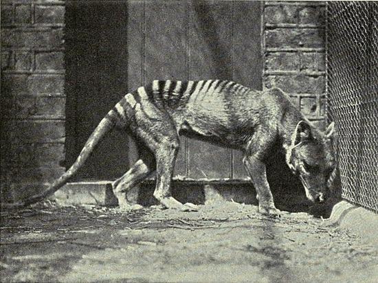 Cứ ngỡ đã tuyệt chủng từ những năm 1930, nhưng có lẽ hổ Tasmania vẫn còn tồn tại đâu đó ngoài kia - Ảnh 4.