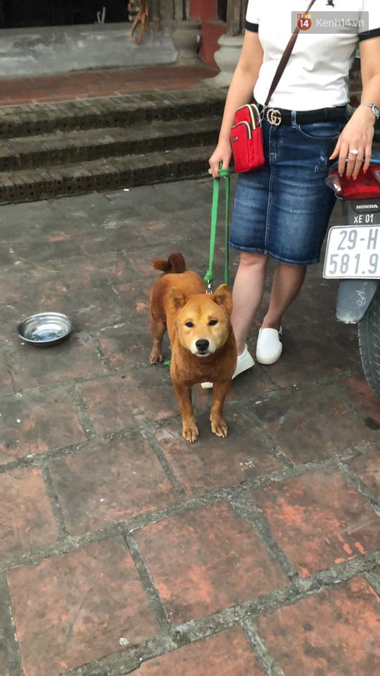 Cậu Vàng tung first look giới thiệu sinh vật lạ: Vẫn là chó Nhật nhưng lông đỏ, hàng siêu hiếm? - Ảnh 7.