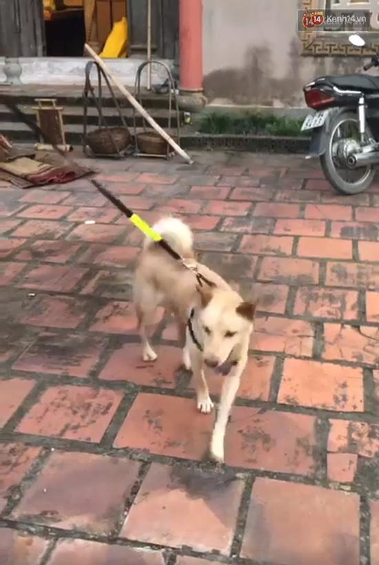 Cậu Vàng tung first look giới thiệu sinh vật lạ: Vẫn là chó Nhật nhưng lông đỏ, hàng siêu hiếm? - Ảnh 9.