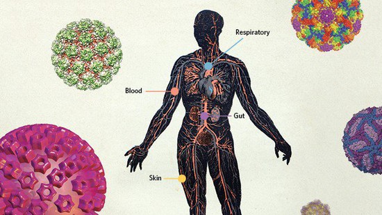 Đâu chỉ gây bệnh, có hàng trăm nghìn tỷ virus đang sống thiện lành trong cơ thể chúng ta - Ảnh 1.