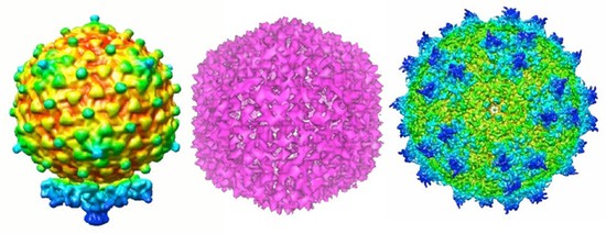 Đâu chỉ gây bệnh, có hàng trăm nghìn tỷ virus đang sống thiện lành trong cơ thể chúng ta - Ảnh 5.
