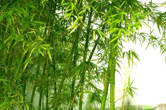  Câu đố Tiếng Việt: Cây gì càng đốt NHIỀU càng DÀI? - Đáp án quá dễ nhưng nhiều người vẫn phải chào thua - Ảnh 2.