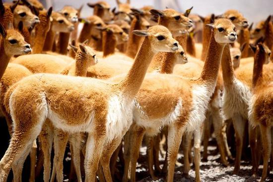  Vicuña: Loại len đắt nhất thế giới với giá dao động từ 400 đến 600 USD/kg có gì đặc biệt?  - Ảnh 1.